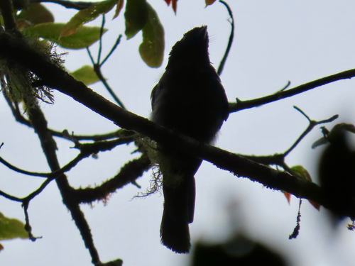 Lesser Racket-tailed Drongo (Dicrurus remifer), photo 4