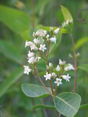 Apocynum × floribundum
