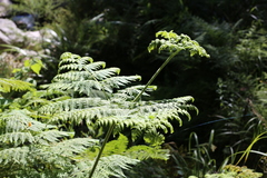 Hypolepis dicksonioides