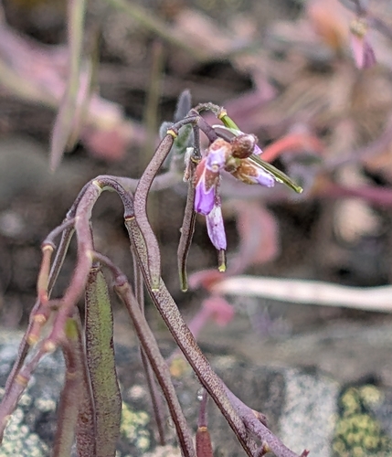 Boechera lemmonii