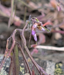 Boechera lemmonii