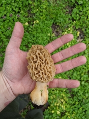 Morchella americana