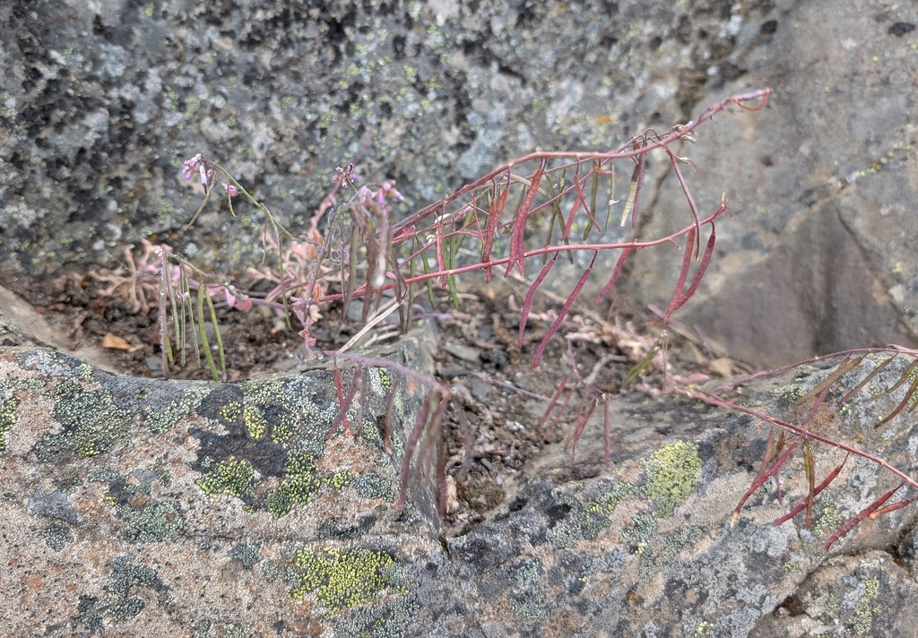 Boechera lemmonii; photograph (c) John A Haskins, some rights reserved (CC BY)