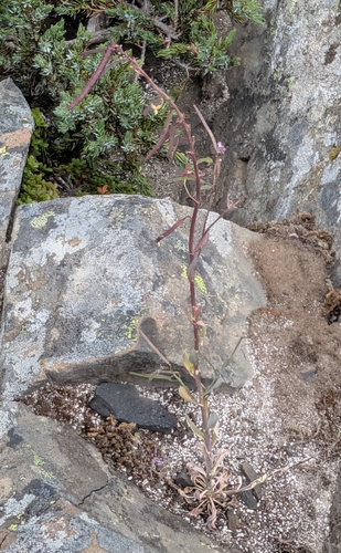 Boechera lemmonii, photograph 2