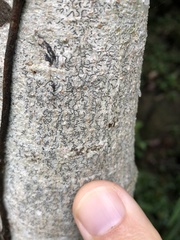Graphis guimarana