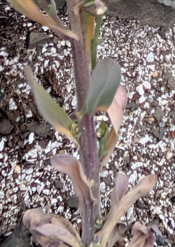 Boechera lemmonii, photograph 3