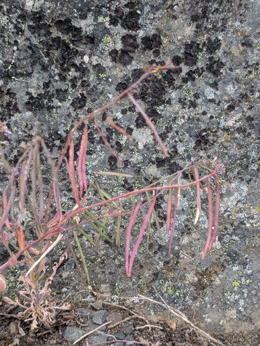 Boechera lemmonii, photograph 4