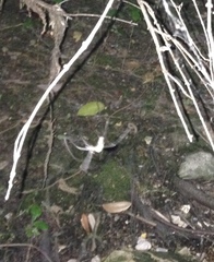 Mecynogea lemniscata