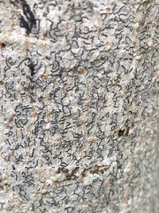Graphis guimarana