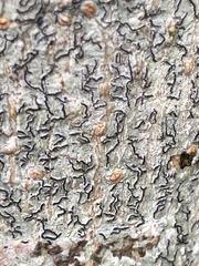 Graphis guimarana