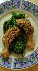 Morchella americana