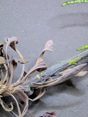 Boechera lemmonii, photograph (c) John A Haskins, some rights reserved (CC BY)