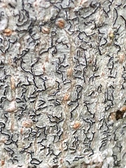 Graphis guimarana