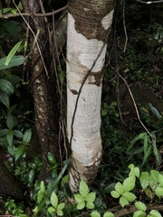 Graphis guimarana