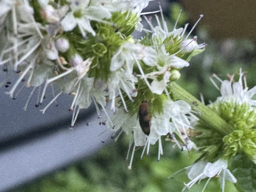Three-banded False Flower Beetle