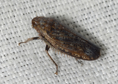 Negosiana dualis