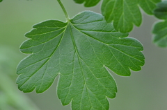 Ribes divaricatum divaricatum