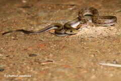 Coelognathus helena