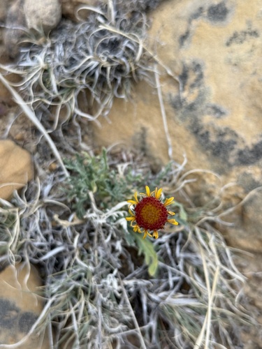 red dome blanketflower