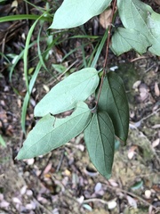 Lonicera longiflora