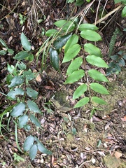 Lonicera longiflora