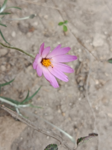 Onoseris hyssopifolia, photograph 4