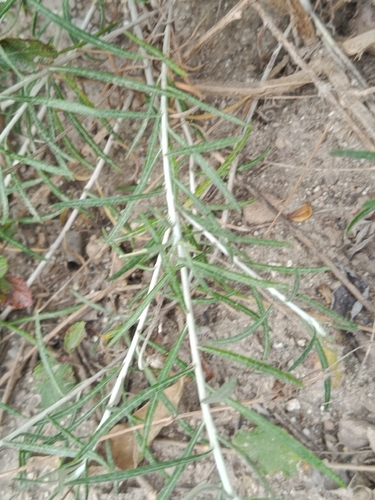 Onoseris hyssopifolia, photograph 5