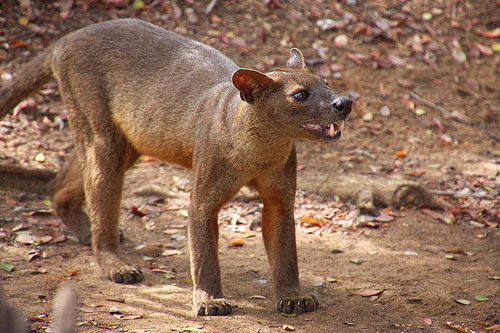 Fossa