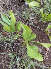 Vanguerieae