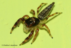 Salticidae