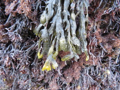 Fucus spiralis
