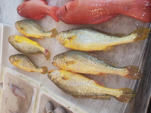 Croceine croaker (Larimichthys crocea) — Sciaenidae — 4