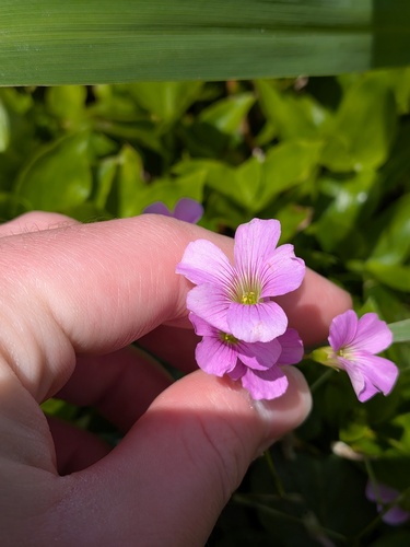 Oxalis debilis