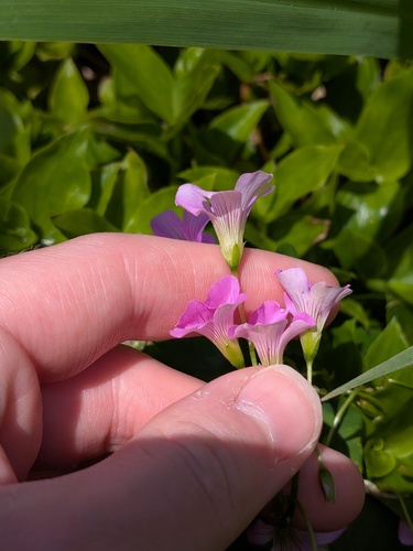 Oxalis debilis