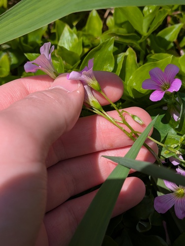 Oxalis debilis