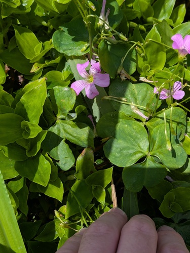 Oxalis debilis