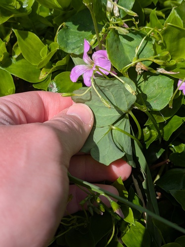 Oxalis debilis