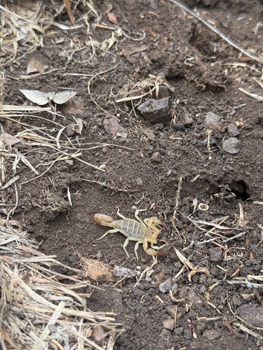 Russell's Scorpion