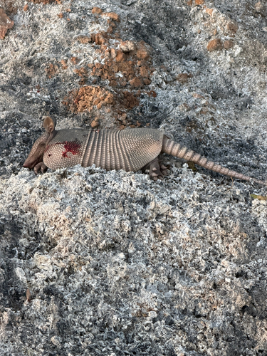 Mexican Long-nosed Armadillo