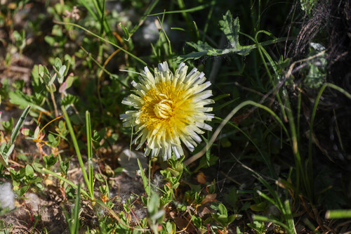 Taraxacum leucanthum, photograph 5