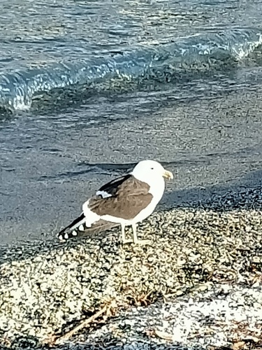 iNaturalist image
