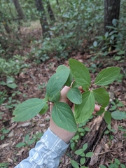 Spiraea corymbosa