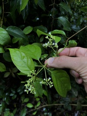 Urceola napeensis