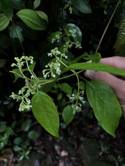 Urceola napeensis
