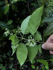 Urceola napeensis