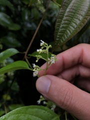 Urceola napeensis