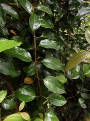 Urceola napeensis