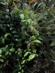 Urceola napeensis