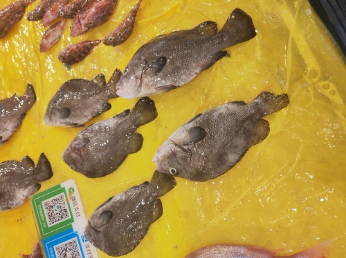 Hapalogenys nigripinnis observed 2026-07-24