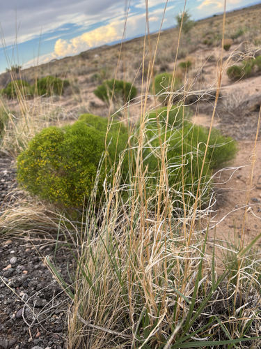 Spike Dropseed